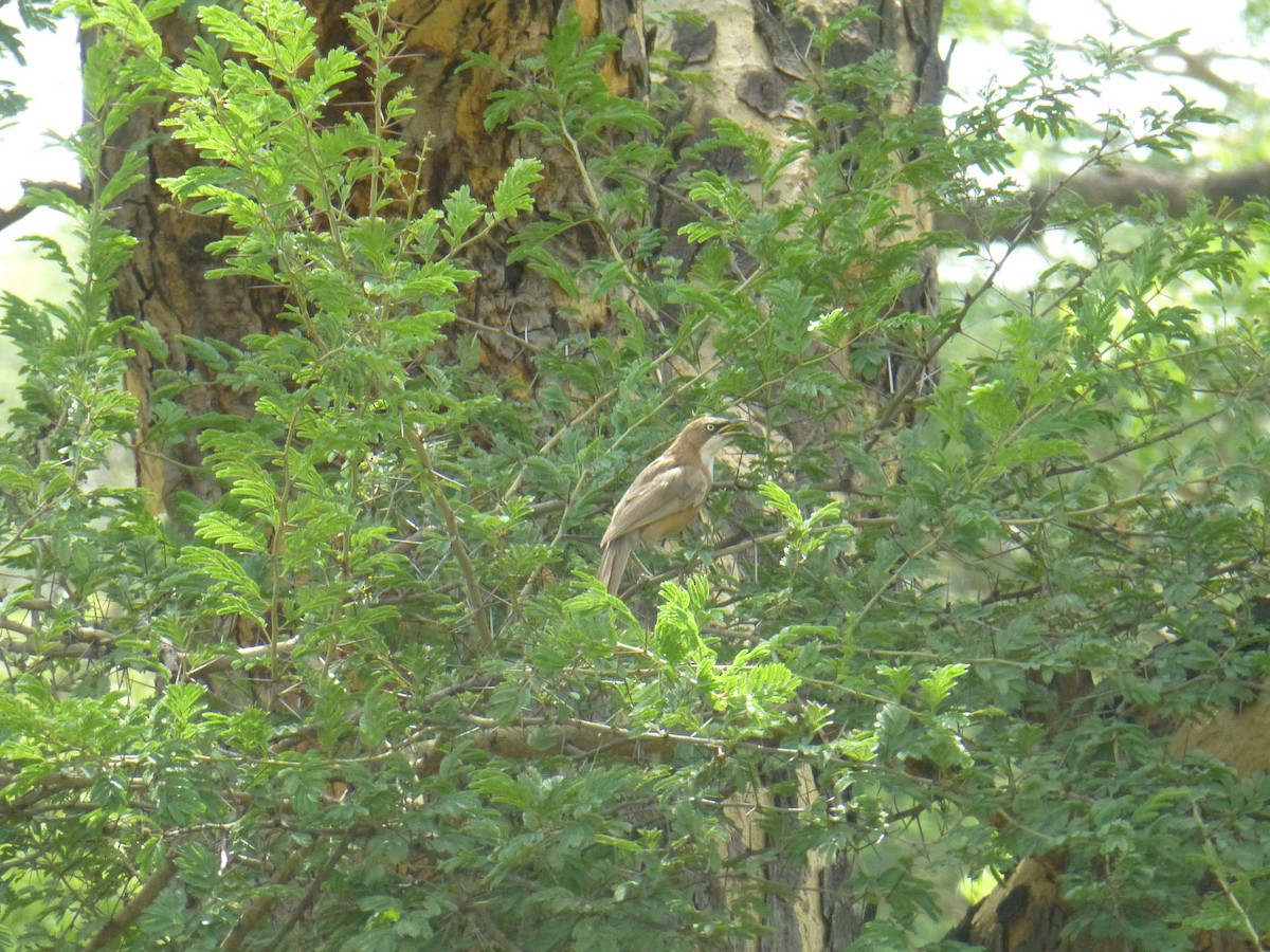 White-throated Babbler - ML204964211