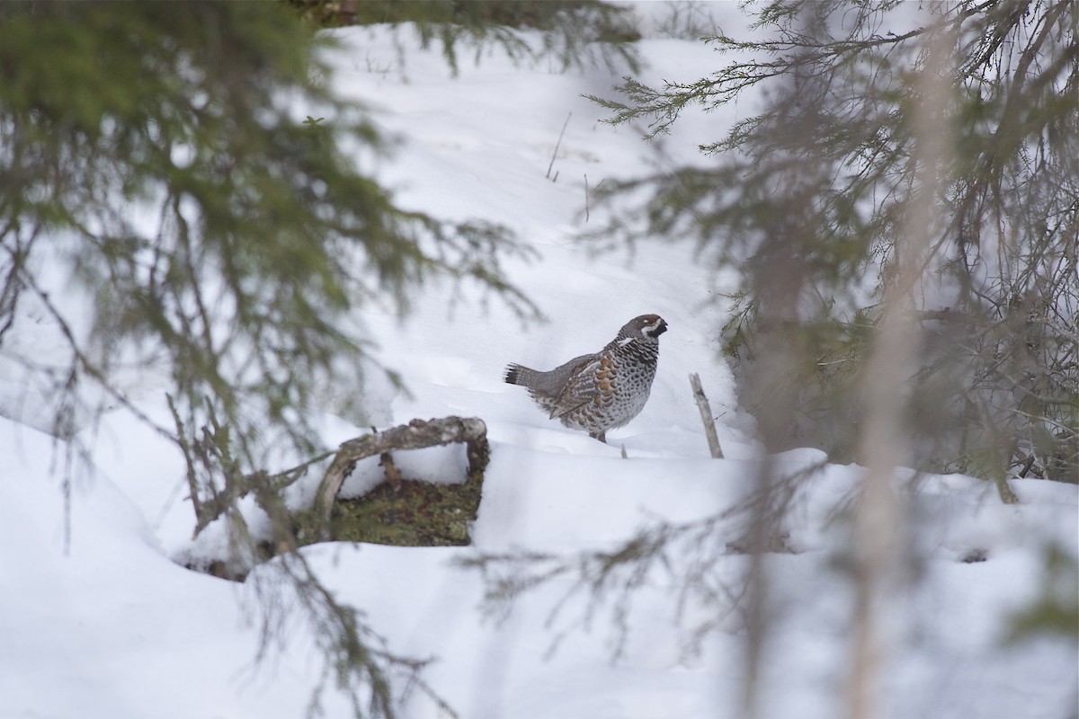 Hazel Grouse - ML204964351