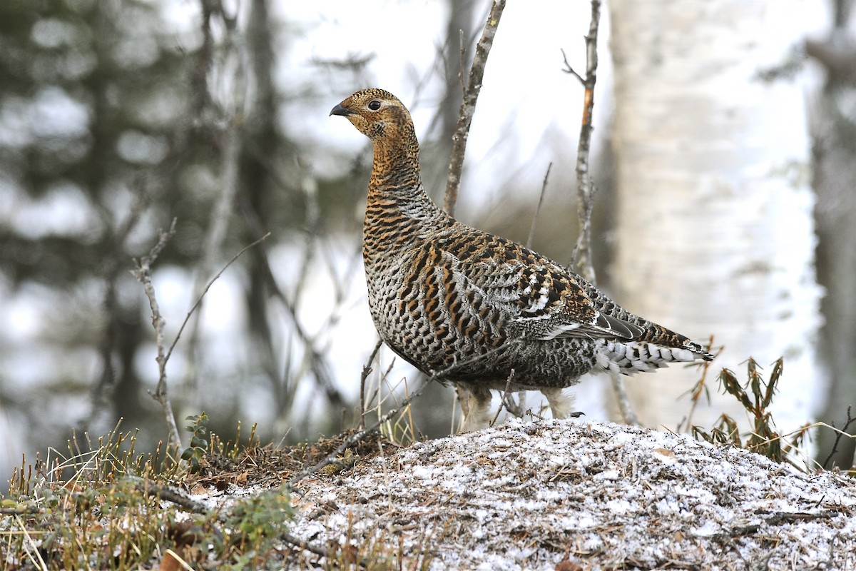 Black Grouse - ML204964421