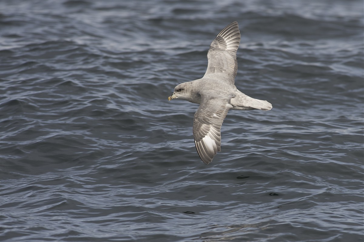 Northern Fulmar - ML204964491