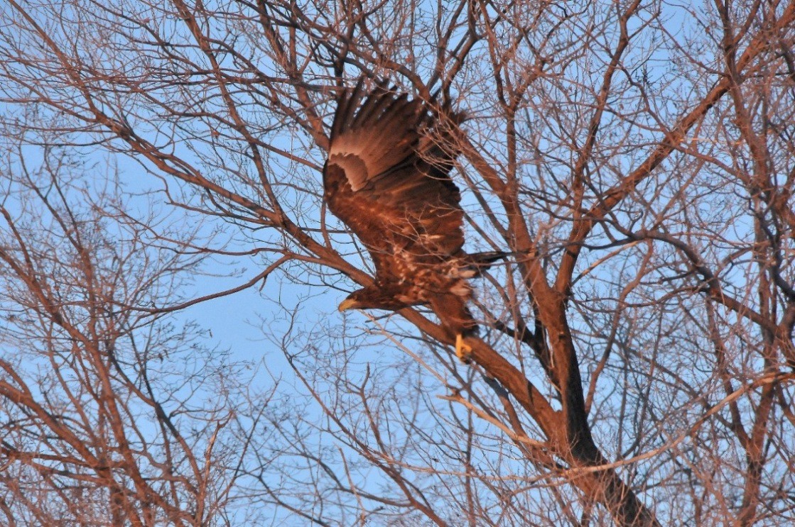 White-tailed Eagle - ML204965661