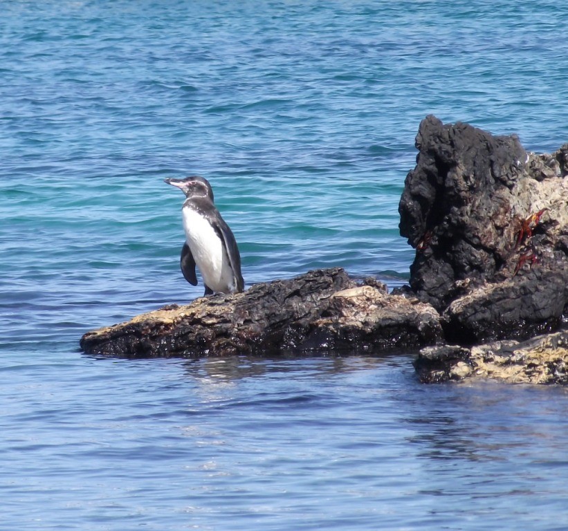 Галапагосский пингвин - ML204965941