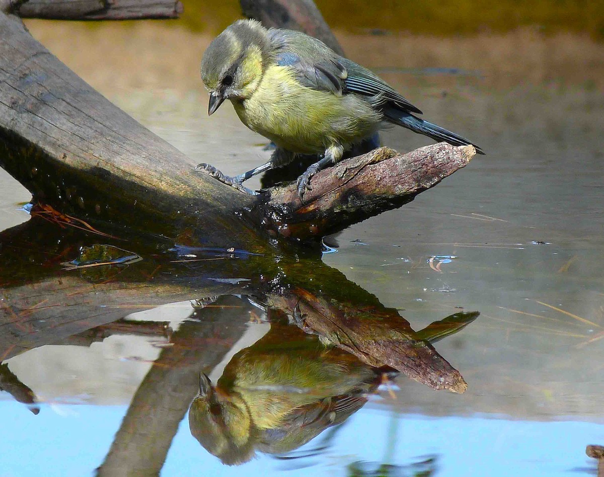 Eurasian Blue Tit - ML204966161