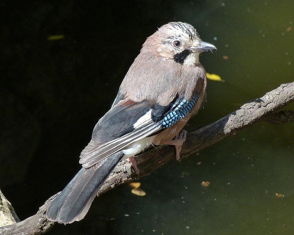 Eurasian Jay - ML204966191