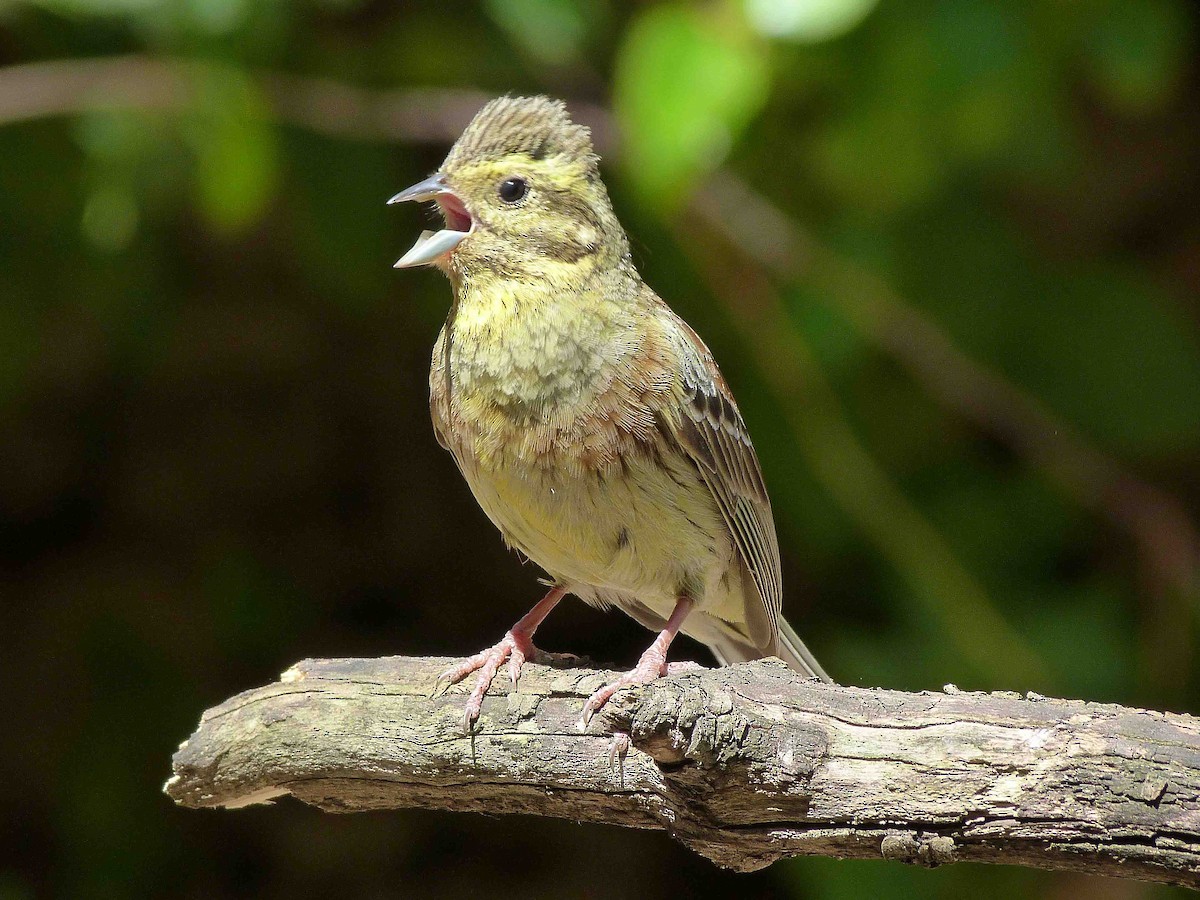 Cirl Bunting - Josep Batlle