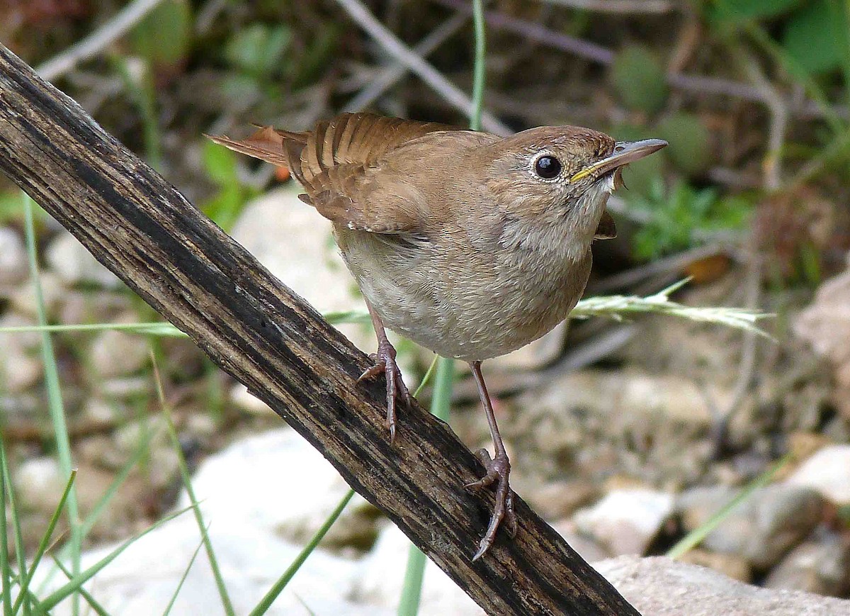 Common Nightingale - Josep Batlle