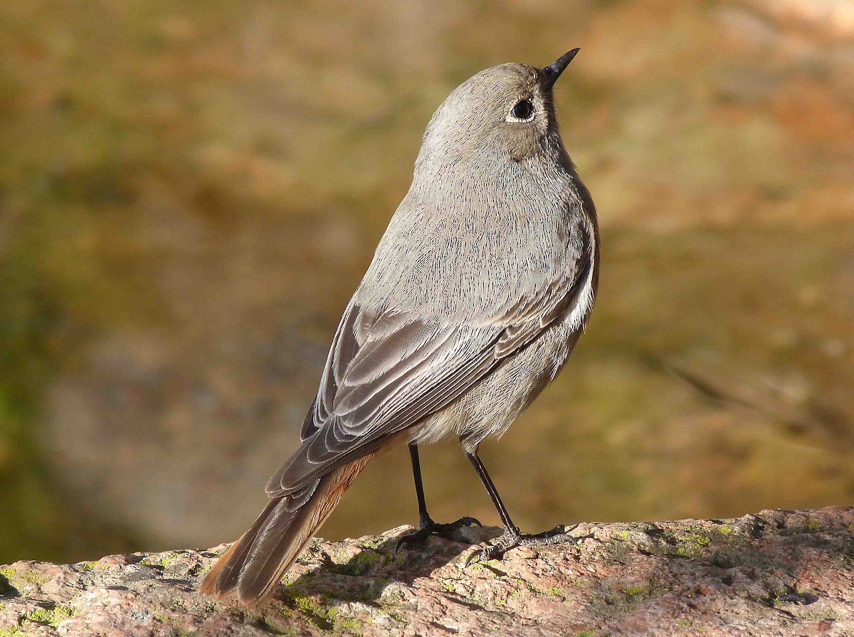 Black Redstart - ML204966341