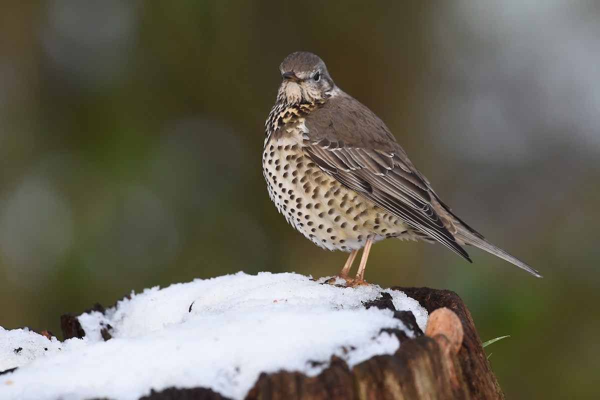 Mistle Thrush - Marc FASOL