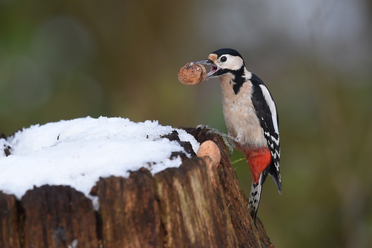 Great Spotted Woodpecker - Marc FASOL