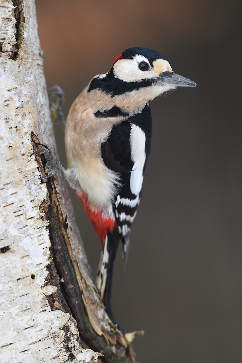 Great Spotted Woodpecker - Marc FASOL