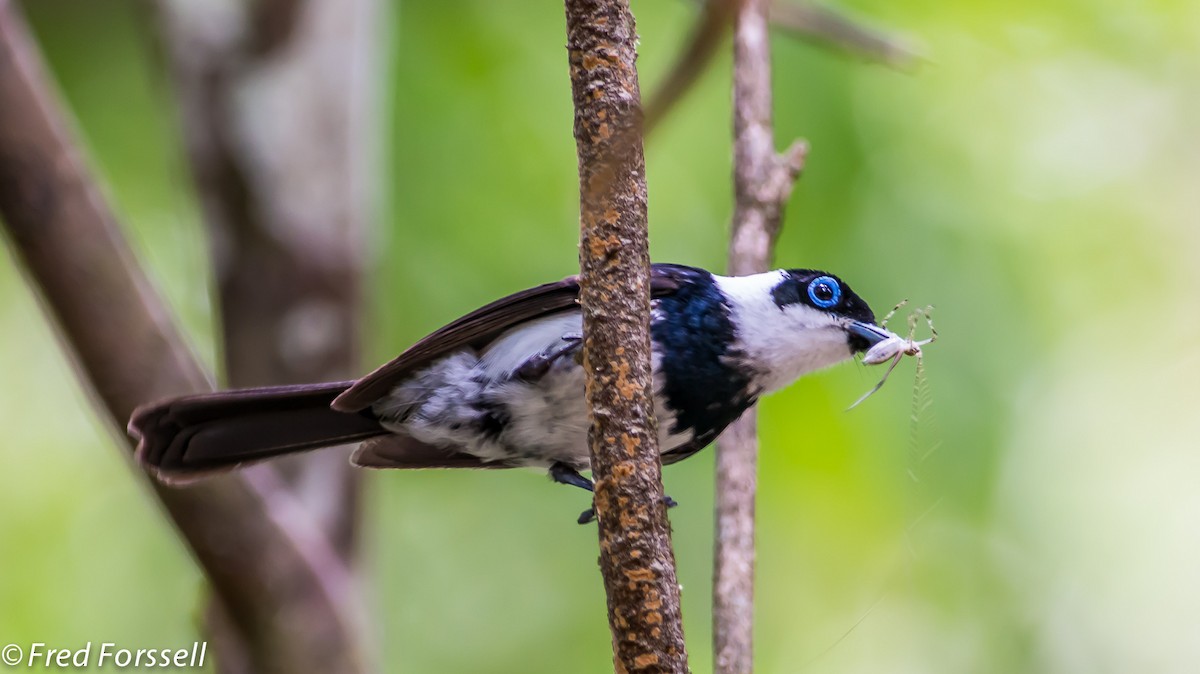 Pied Monarch - ML204967031