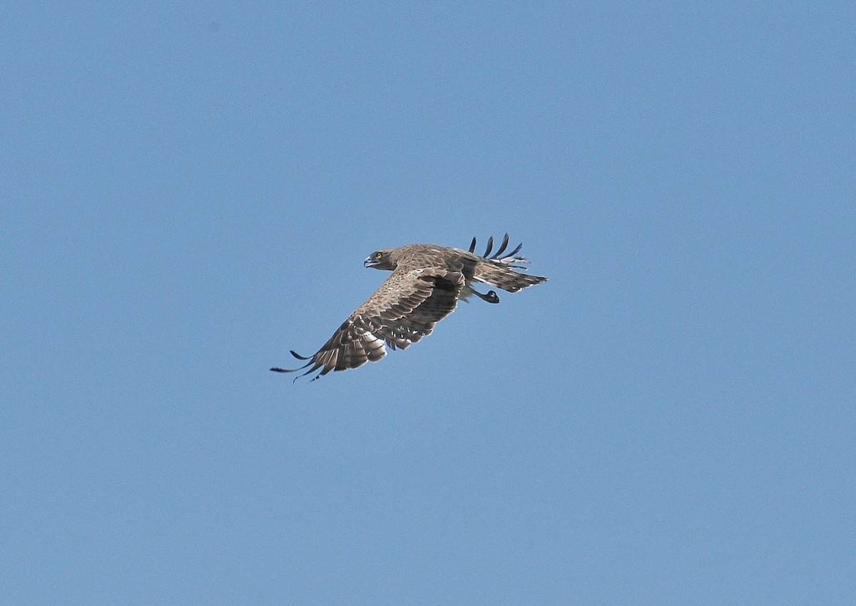 Short-toed Snake-Eagle - ML204967531