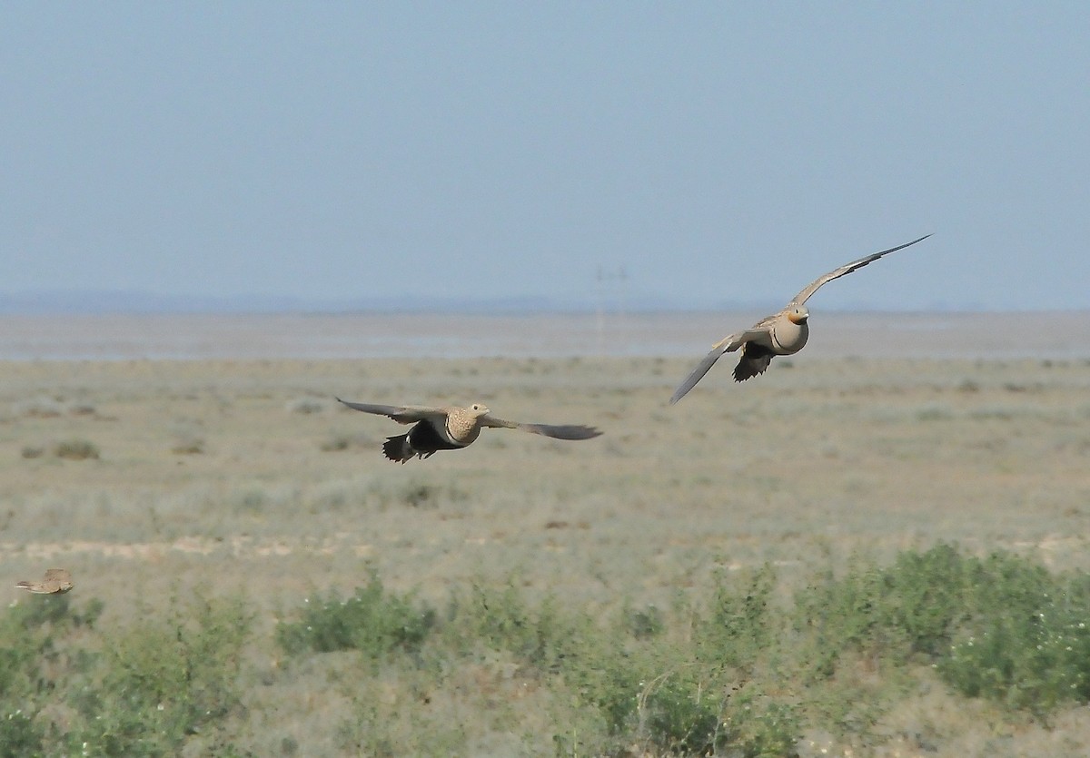 Black-bellied Sandgrouse - ML204967561