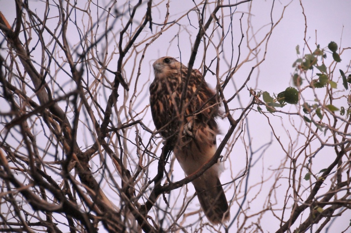 Saker Falcon - ML204967751