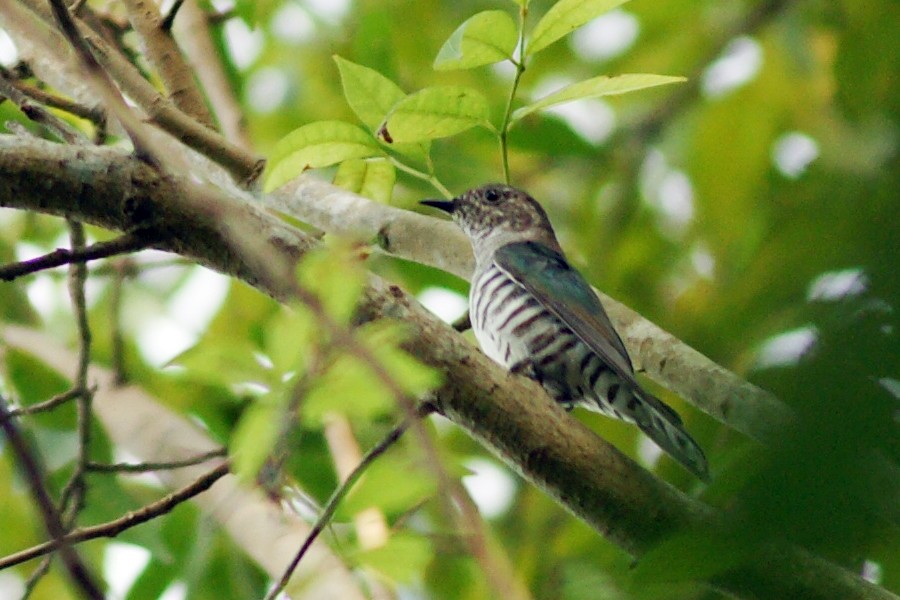 Shining Bronze-Cuckoo - ML204967971