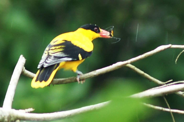 Black-naped Oriole - abdul azis