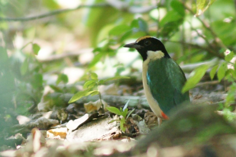 Ornate Pitta - abdul azis