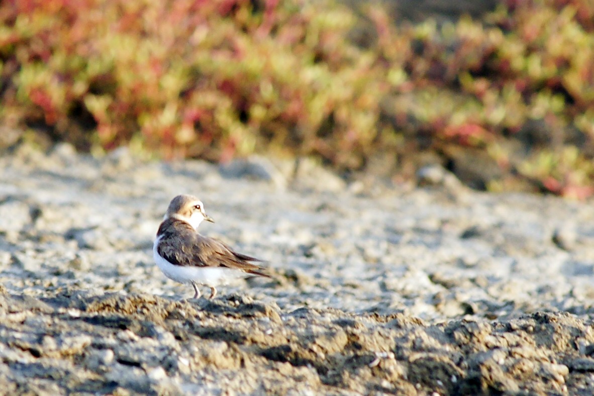 Javan Plover - ML204968041