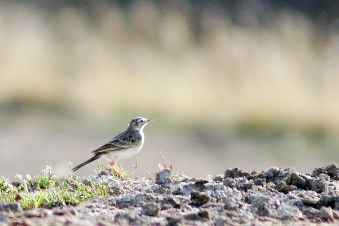 Paddyfield Pipit - ML204968051