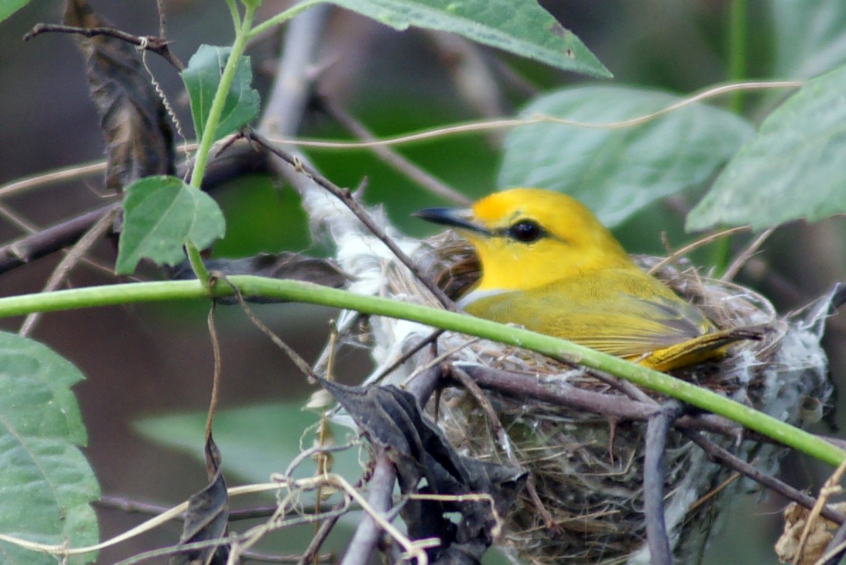 Yellow-spectacled Heleia - abdul azis