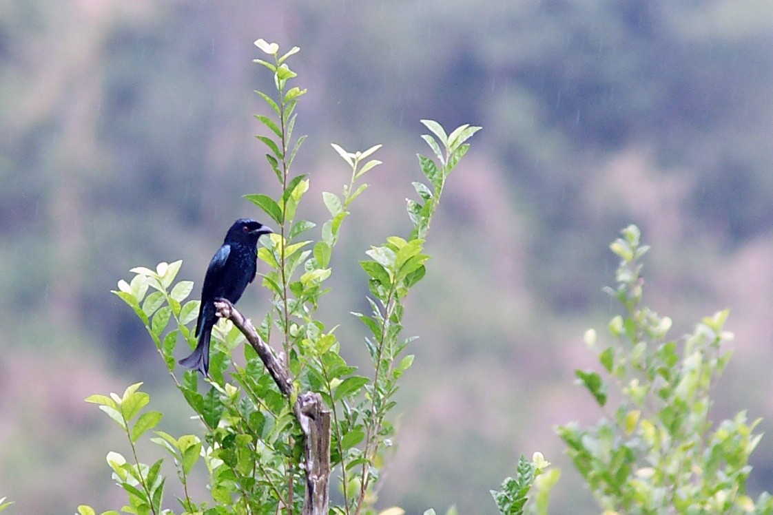 Wallacean Drongo - ML204968081