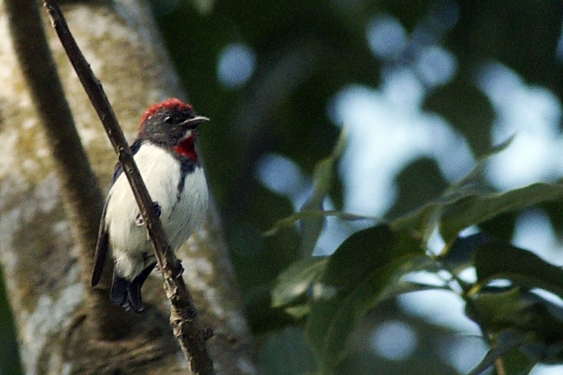 Black-fronted Flowerpecker - abdul azis