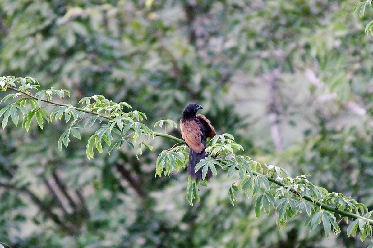 Lesser Coucal - ML204968101