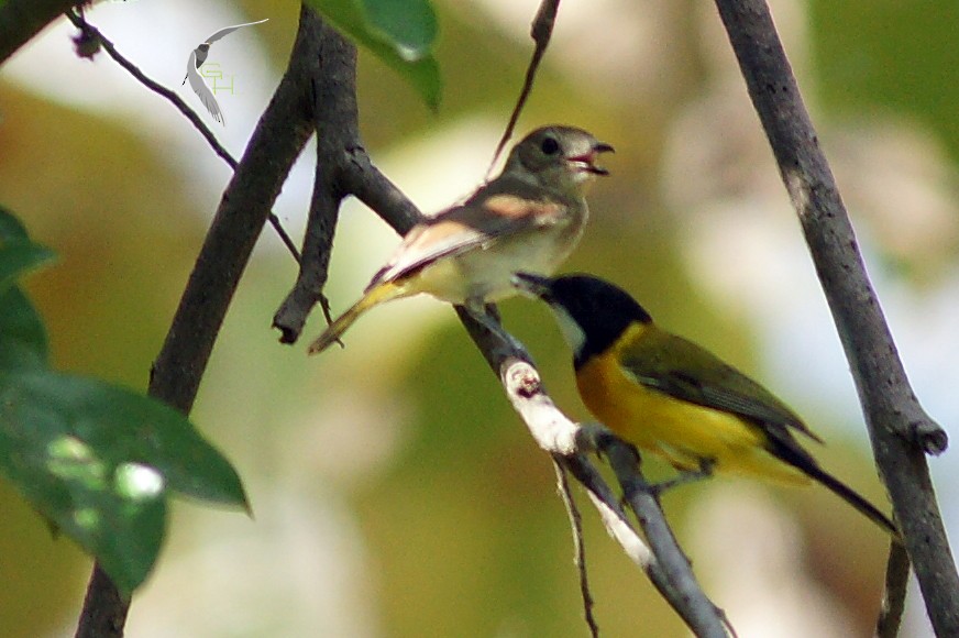 Tenggara Whistler (Rusty-breasted) - ML204968111