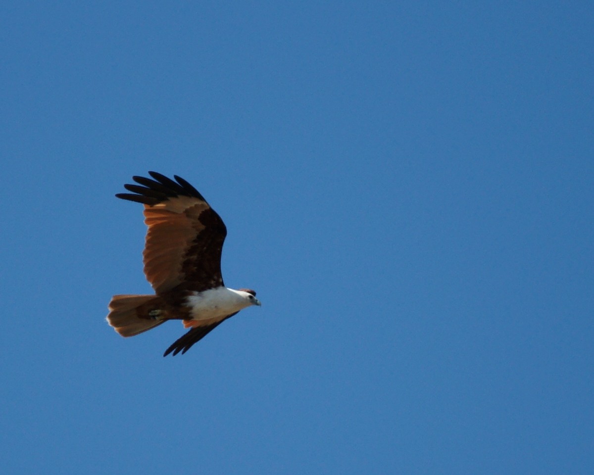 Brahminy Kite - abdul azis