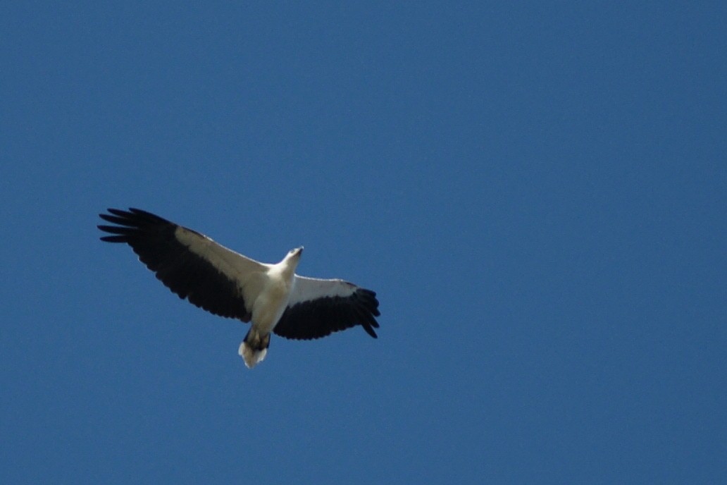 White-bellied Sea-Eagle - ML204968141