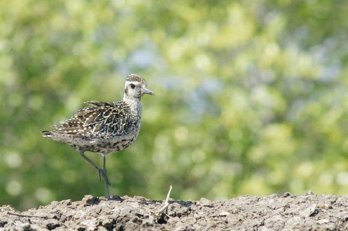 Pacific Golden-Plover - abdul azis