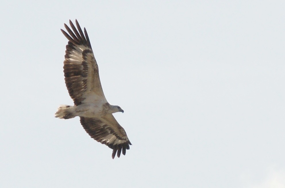 White-bellied Sea-Eagle - ML204968161