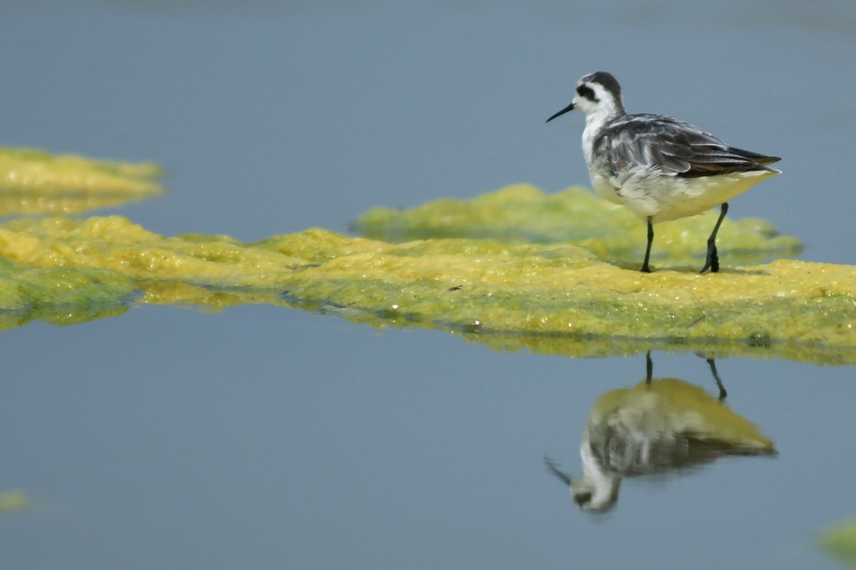 Phalarope à bec étroit - ML204968171