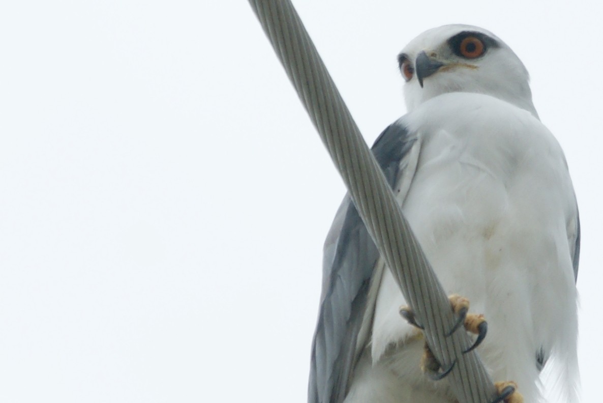 Black-winged Kite - ML204968181