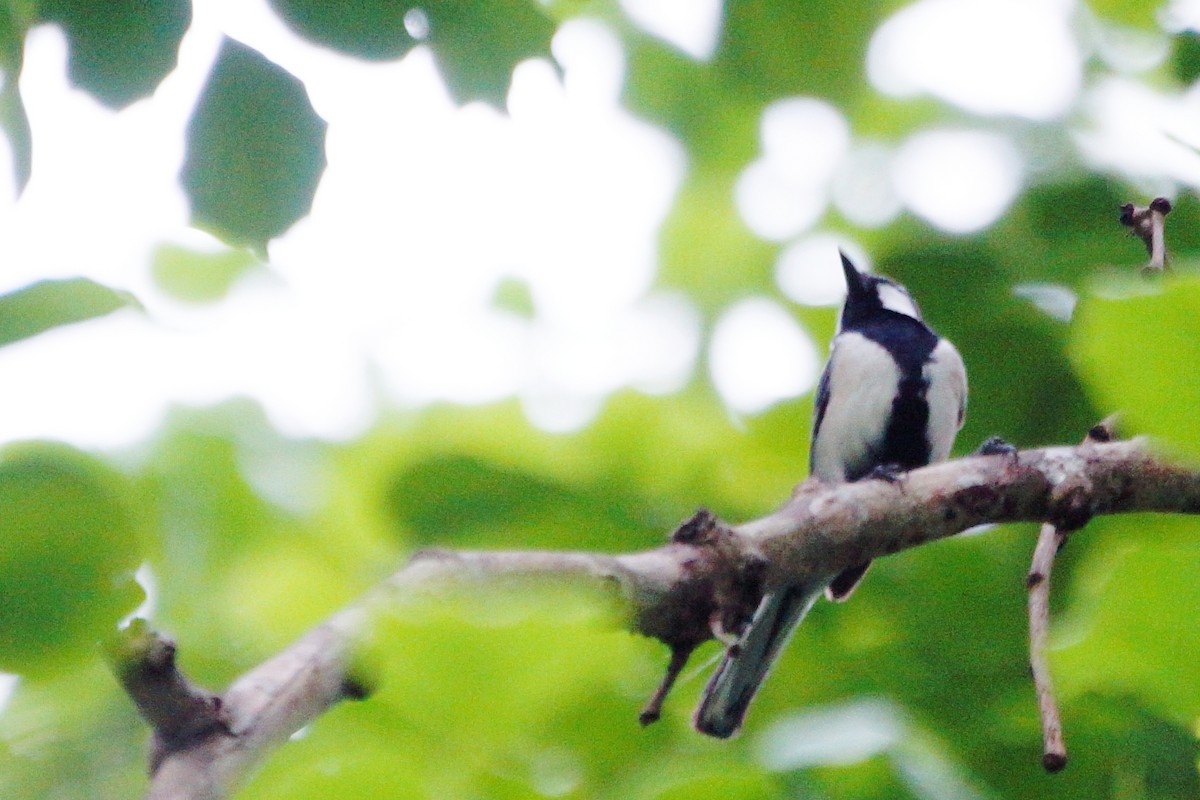 Cinereous Tit - ML204968191