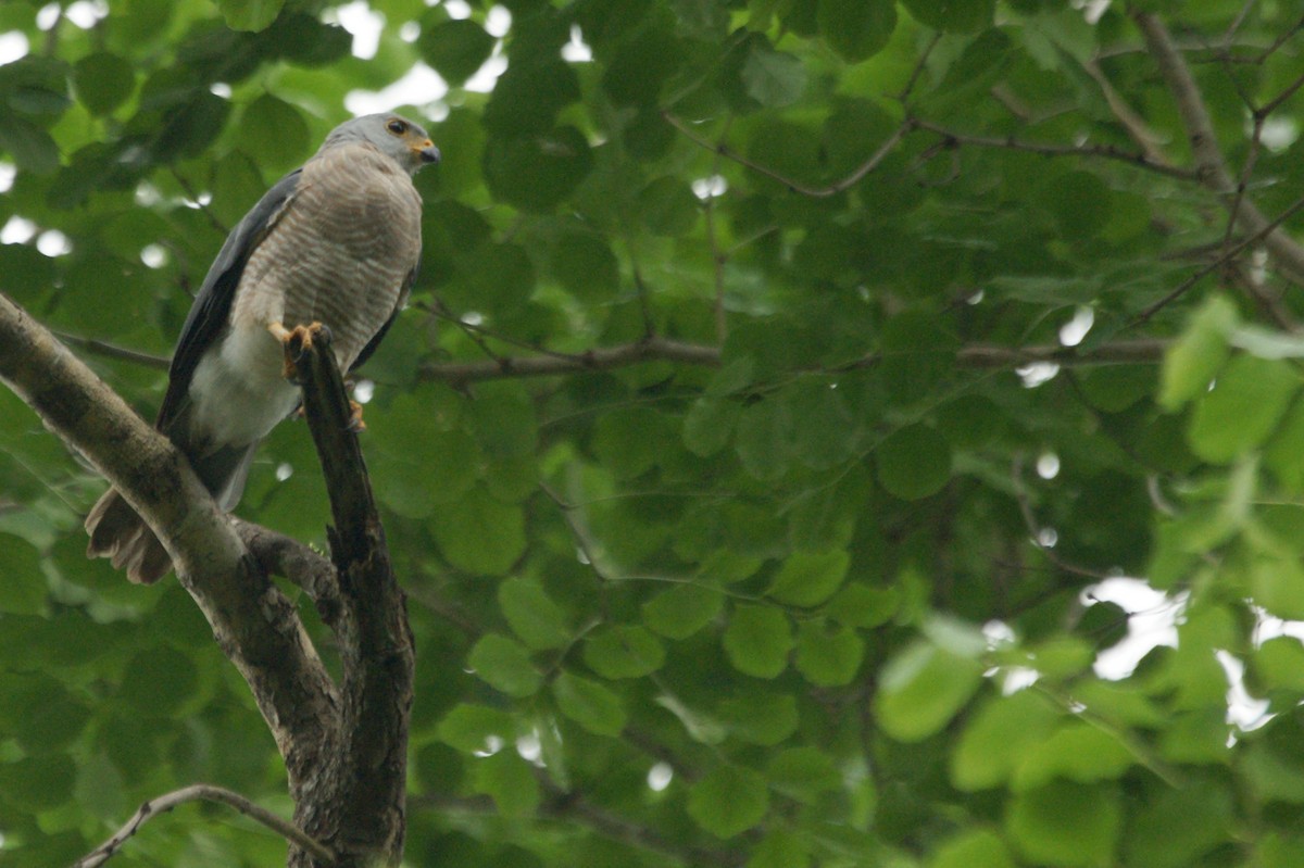 Variable Goshawk (Lesser Sundas) - abdul azis