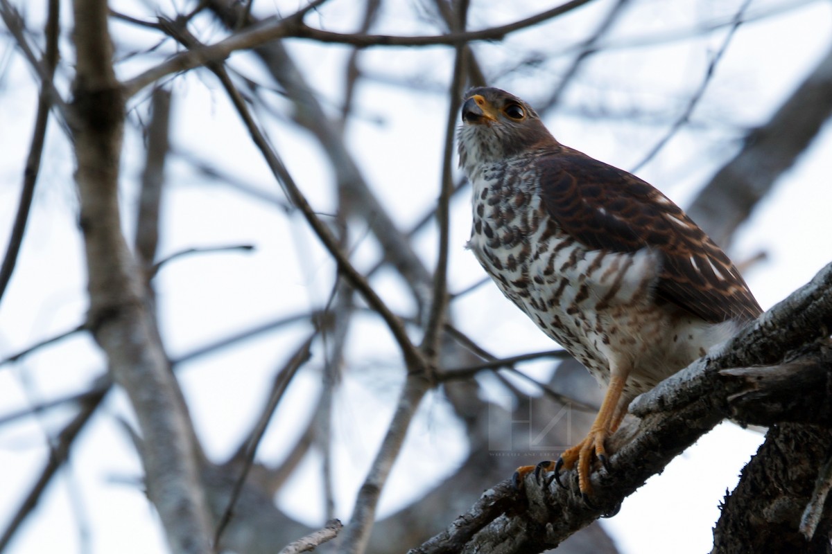 Variable Goshawk (Lesser Sundas) - ML204968211