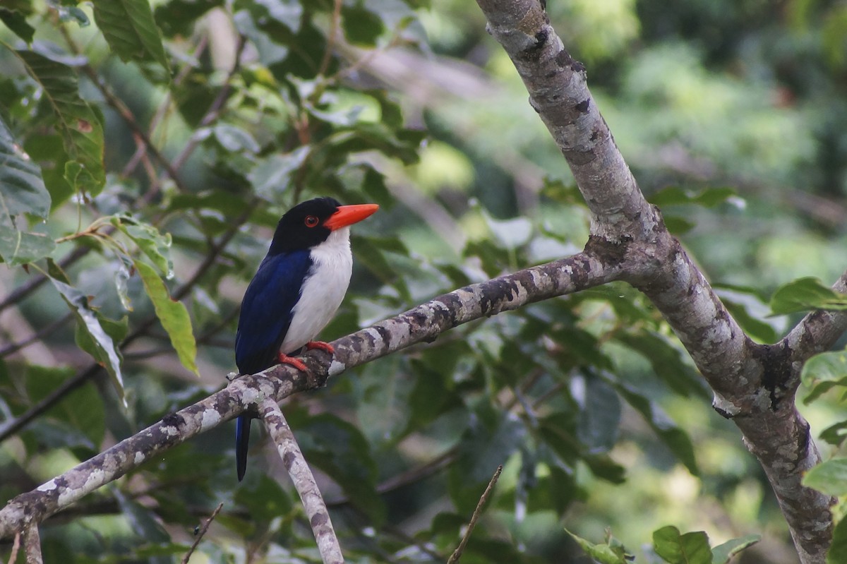 White-rumped Kingfisher - ML204968221