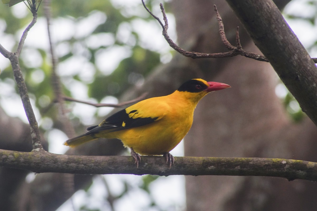 Black-naped Oriole (Tenggara) - ML204968251