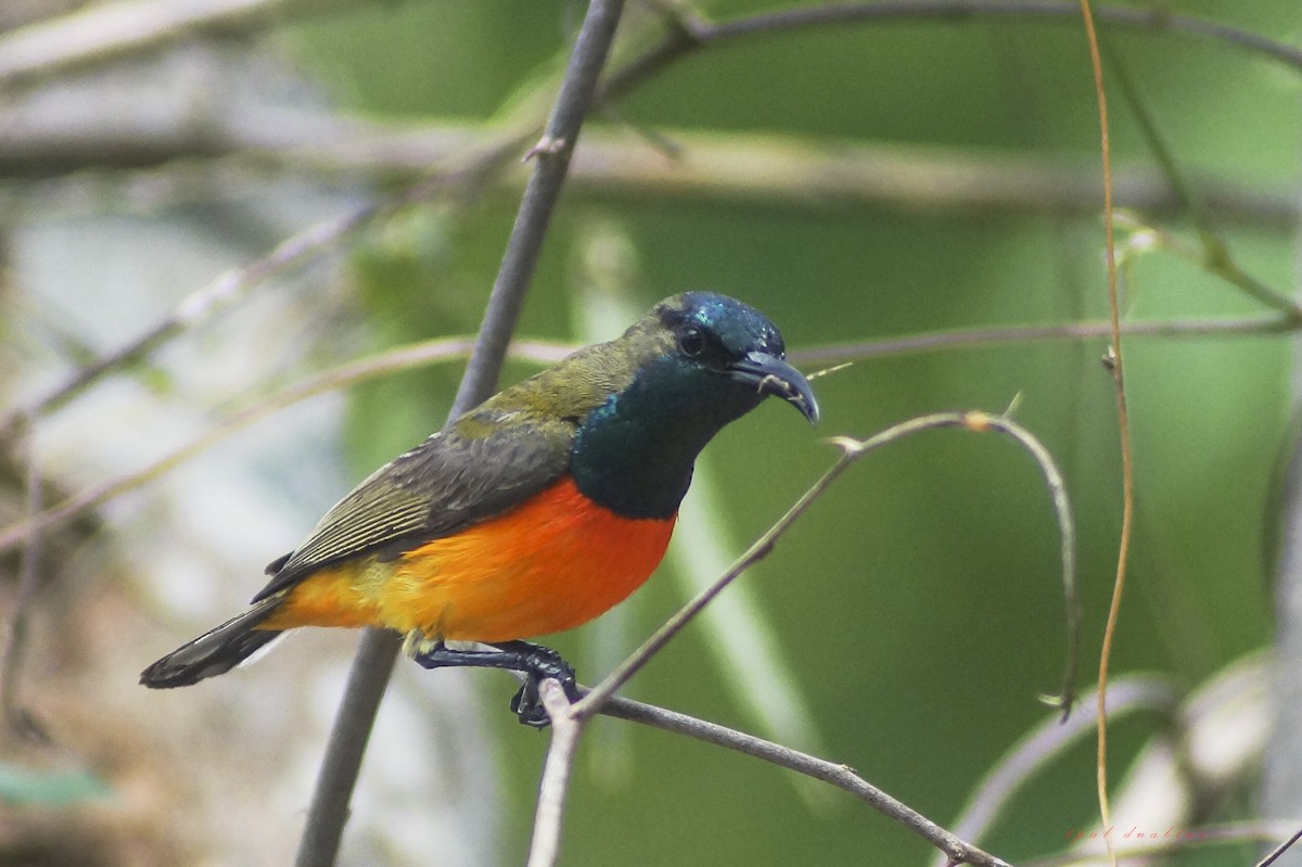 Flame-breasted Sunbird - ML204968271