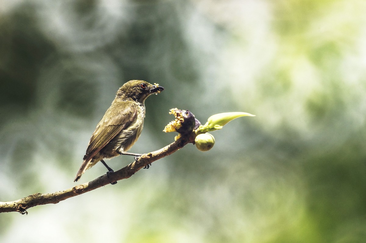 Golden-rumped Flowerpecker - ML204968281