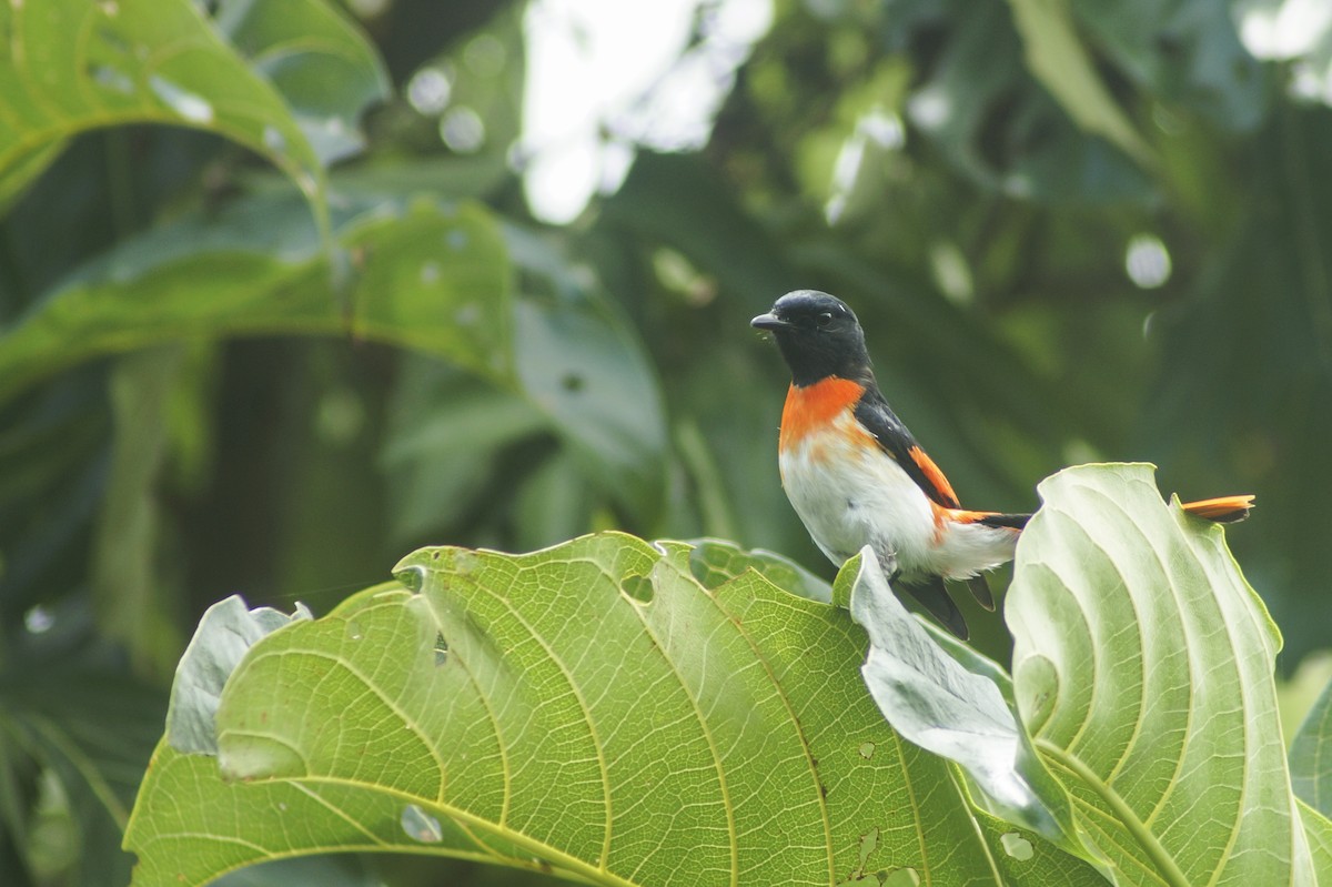 Flores Minivet - ML204968291