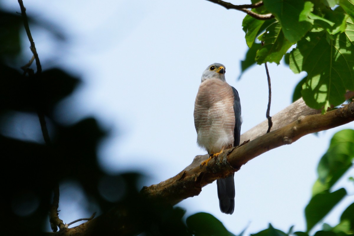 Variable Goshawk (Lesser Sundas) - ML204968301