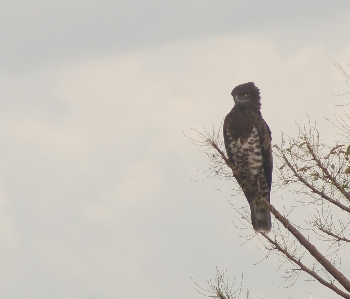 Short-toed Snake-Eagle - abdul azis