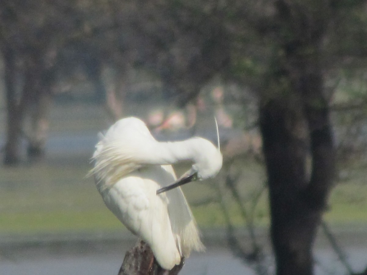 Little Egret (Western) - ML204968341