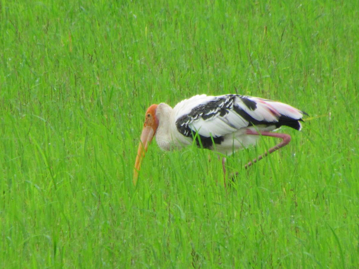 Painted Stork - ML204968371