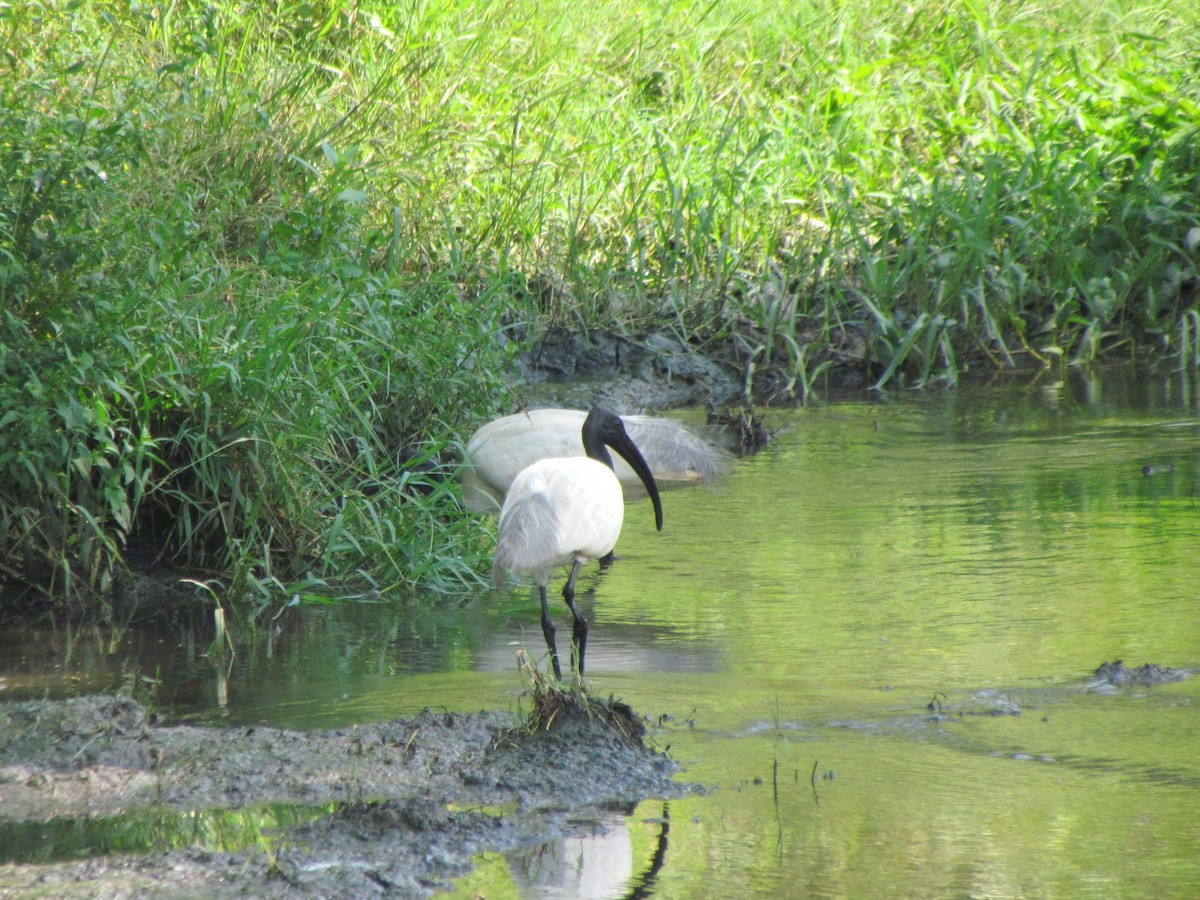 Black-headed Ibis - ML204968391