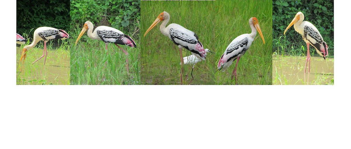 Painted Stork - ML204968411