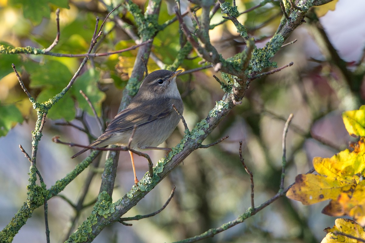 Dusky Warbler - ML204968521