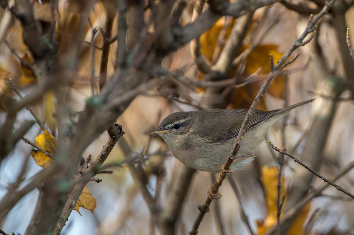 Dusky Warbler - ML204968531